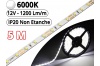 Ruban Led Pro Blanc Pur 6000K -5 mètres-IP20